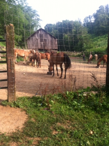 Horses eating before next ride