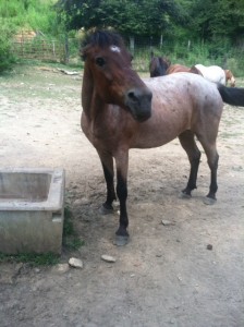 Our horses are made for trail riding