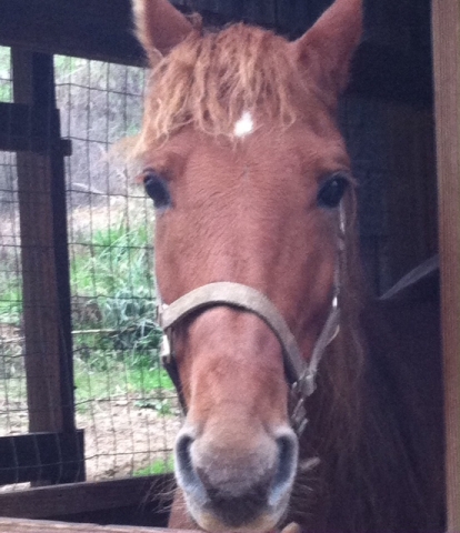 Big Red saying hello