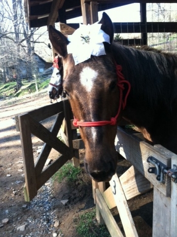 Two horses wears bow after the ride