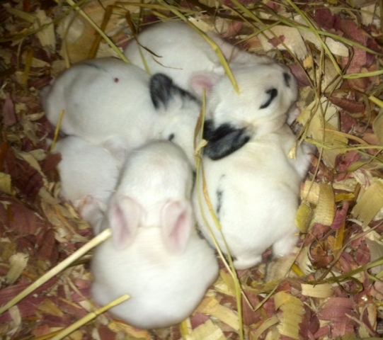 Baby rabbits sleeping in the barn