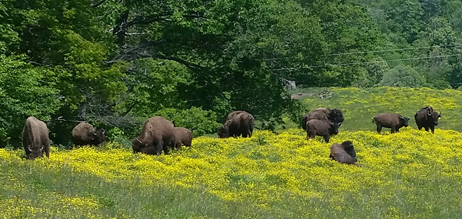 Bison-eating-butter-cups-at-the-farm